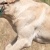 Fast & Spirited Labradors , Basti, 7 Monate alt
